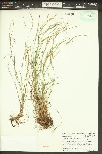 Carex bulbostylis image