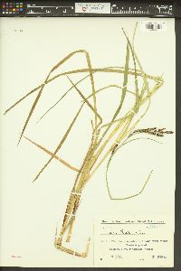 Carex buekii image