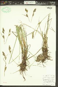 Carex buxbaumii image