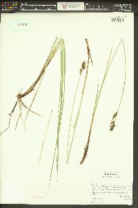 Carex buxbaumii image