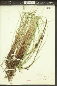 Carex buxbaumii image