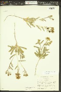 Mentzelia multiflora subsp. multiflora image