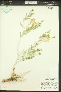 Mentzelia laevicaulis image