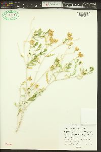 Mentzelia laevicaulis image