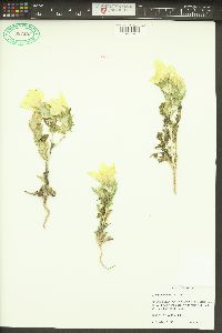 Mentzelia involucrata image