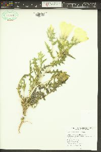 Mentzelia involucrata image