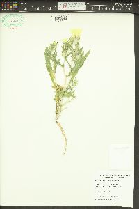 Mentzelia involucrata image