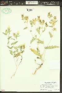 Mentzelia involucrata image