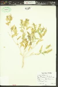 Mentzelia involucrata image