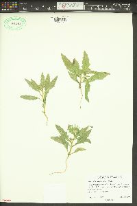 Mentzelia involucrata image