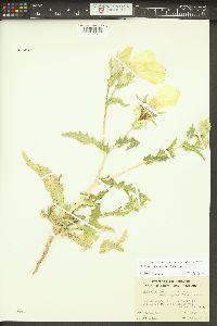 Mentzelia involucrata image