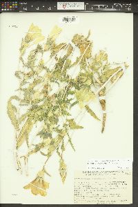 Mentzelia involucrata image