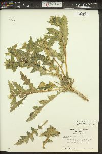 Mentzelia involucrata image