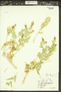 Mentzelia involucrata image