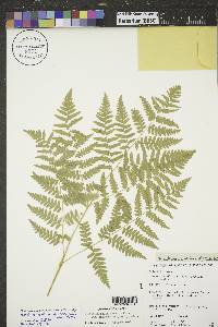 Pteridium aquilinum subsp. latiusculum image