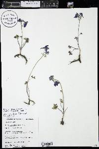 Delphinium bicolor image