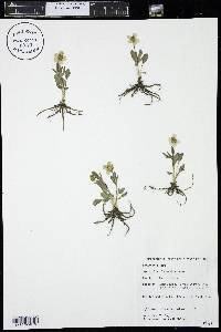 Ranunculus glaberrimus image