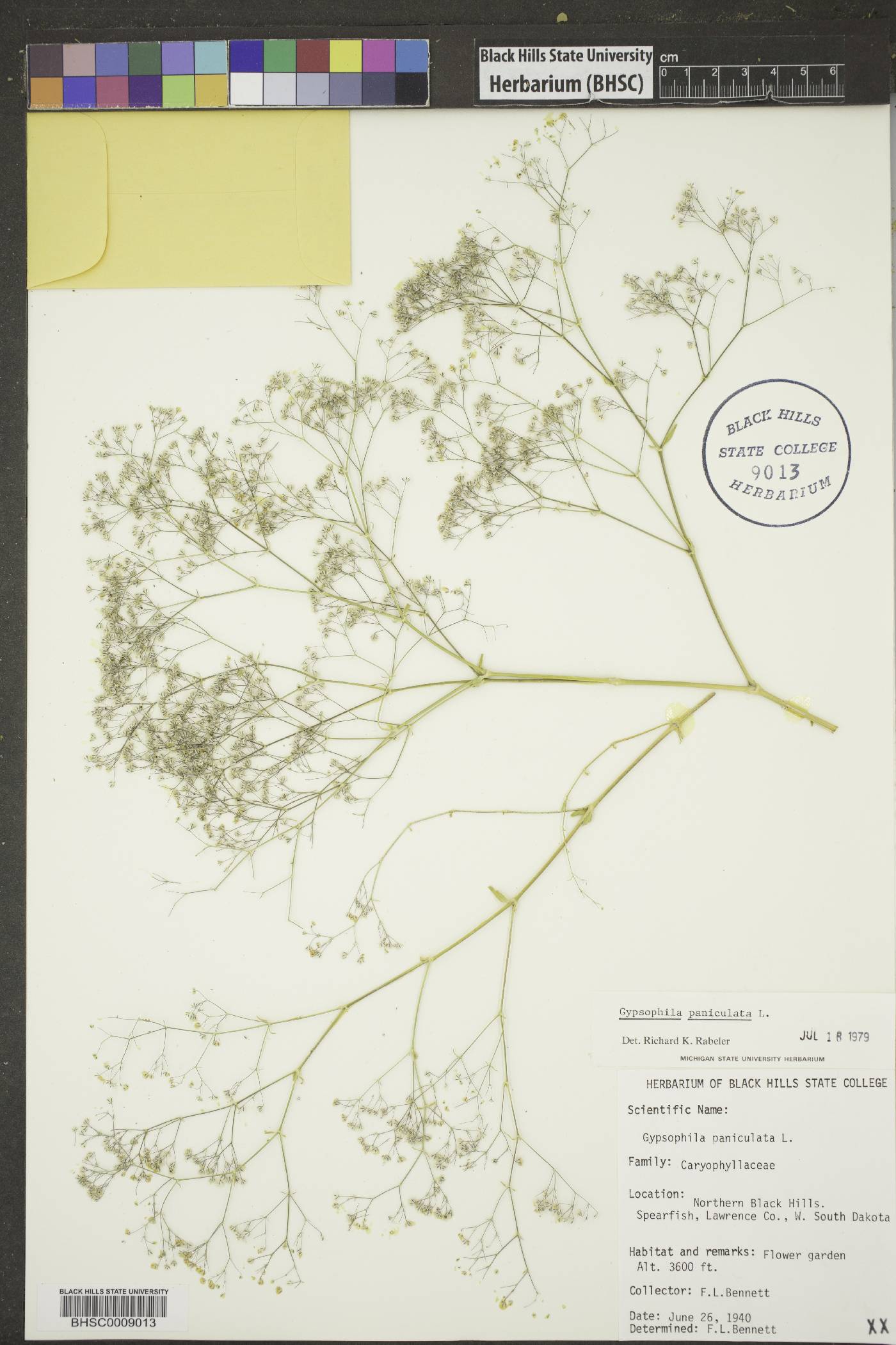 Gypsophila paniculata image