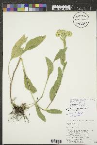 Solidago rigida image