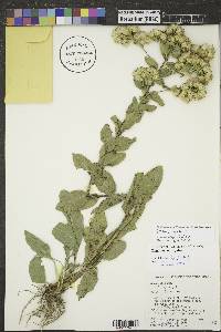 Solidago rigida image