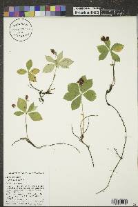 Cornus canadensis image