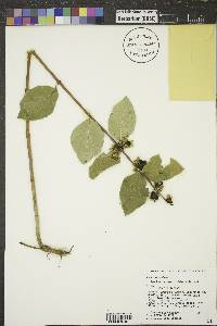 Symphoricarpos occidentalis image