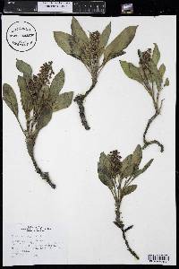 Rumex venosus image