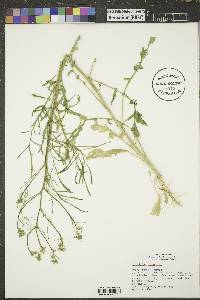 Sisymbrium altissimum image