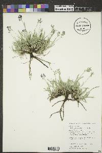 Astragalus spatulatus image