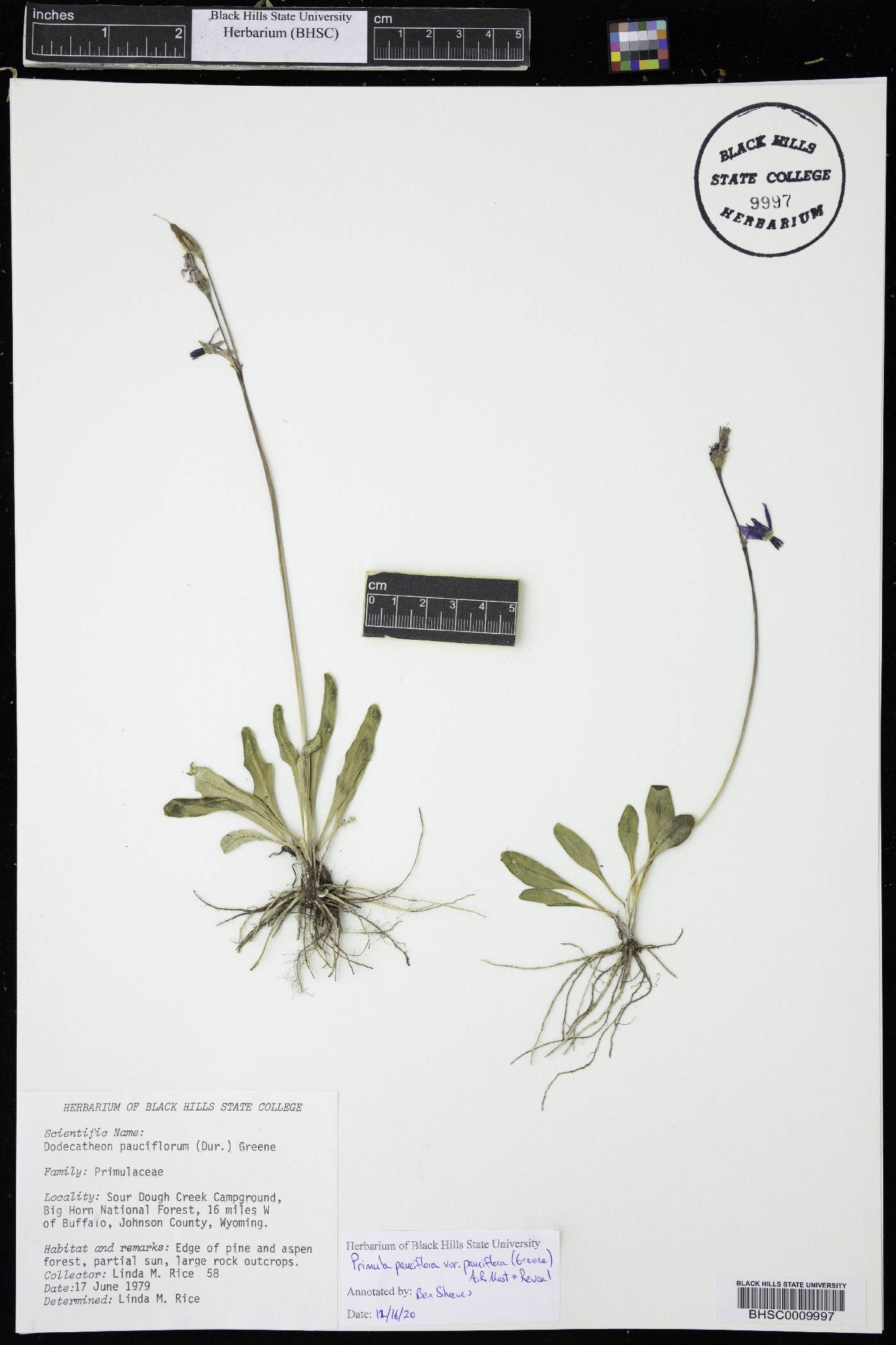 Primula pauciflora var. pauciflora image