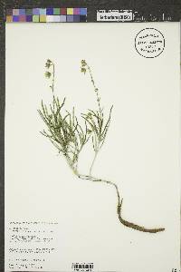 Mirabilis linearis image