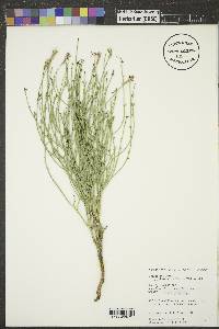 Lygodesmia juncea image