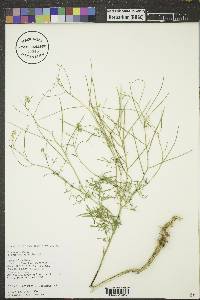 Sisymbrium altissimum image