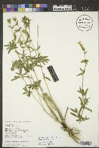 Silene latifolia image