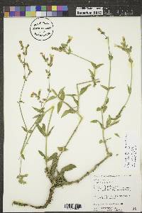 Silene latifolia image