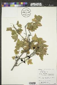 Ribes americanum image