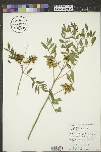 Glycyrrhiza lepidota image