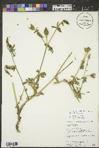 Silene latifolia image