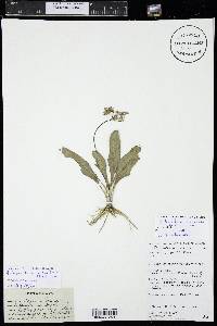 Primula pauciflora var. pauciflora image