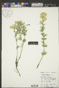 Thermopsis rhombifolia image