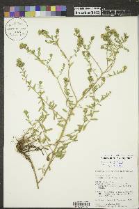 Symphyotrichum oblongifolium image