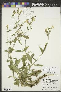 Silene latifolia image