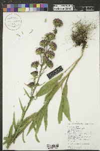 Liatris ligulistylis image