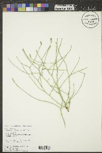 Lygodesmia juncea image