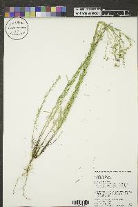 Linum perenne image