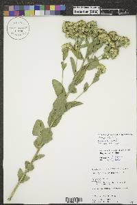 Solidago rigida image