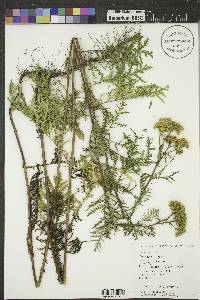 Tanacetum vulgare image