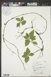 Cornus canadensis image