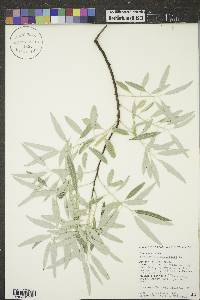 Elaeagnus angustifolia image