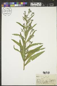 Cynoglossum officinale image